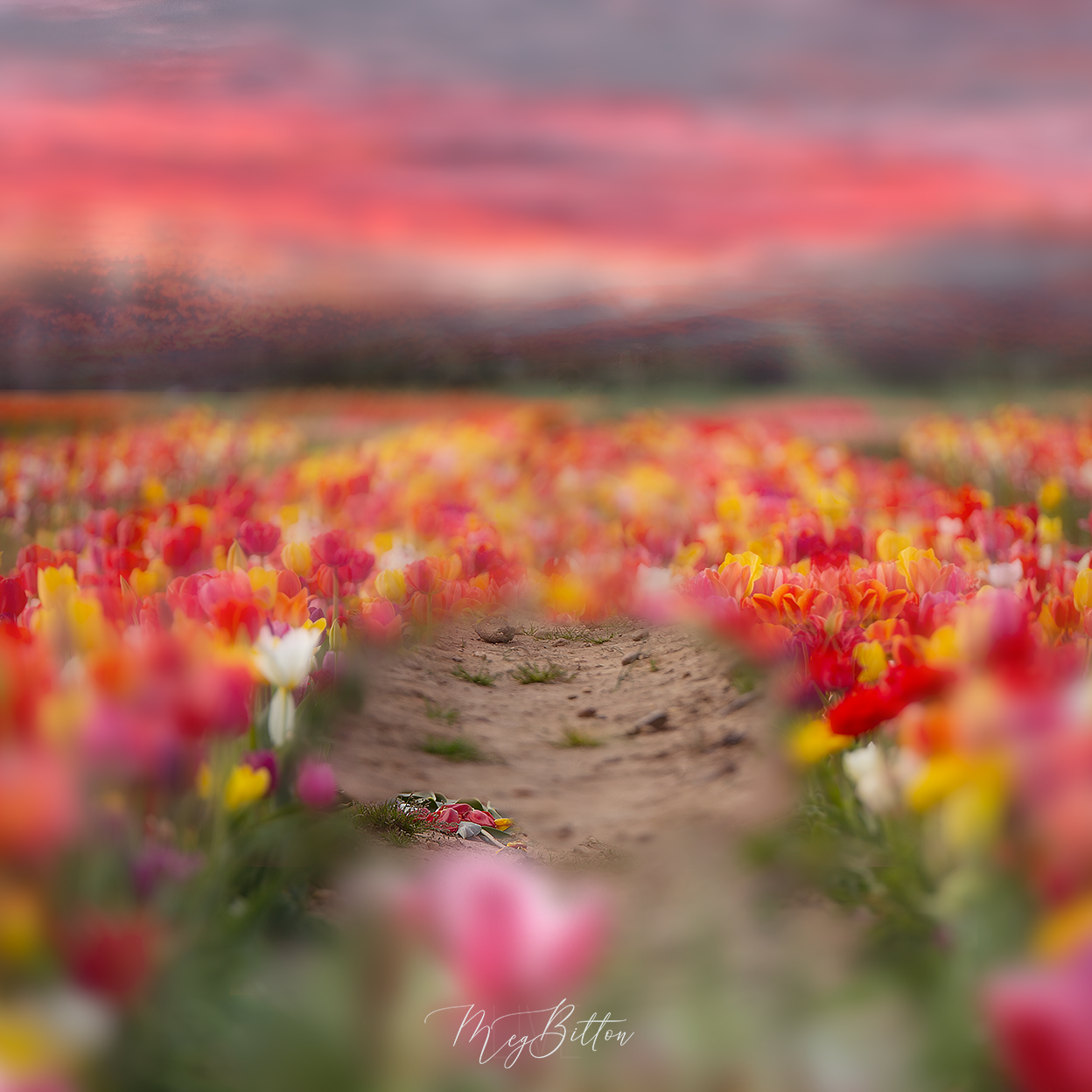 Digital Background: Tiptoe Through the Tulips - Meg Bitton Productions