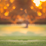 Digital Background: Tree on the Lawn - Meg Bitton Productions