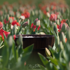 Digital Background: Tulips in Green - Meg Bitton Productions