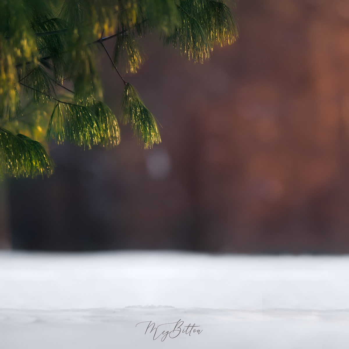 Digital Background: Under the Snow Tree - Meg Bitton Productions