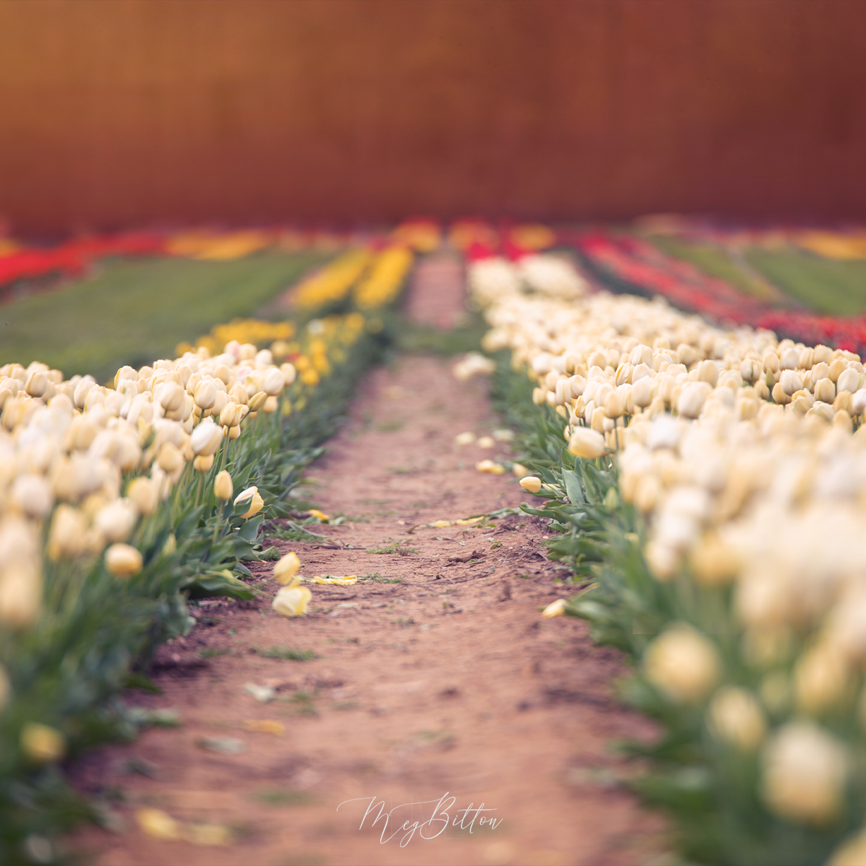Digital Background: White Tulips - Meg Bitton Productions
