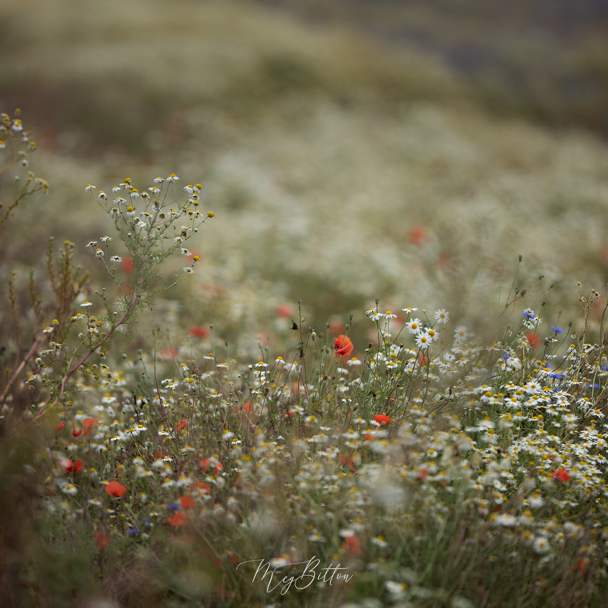 Digital Background: Wildflowers in Green - Meg Bitton Productions