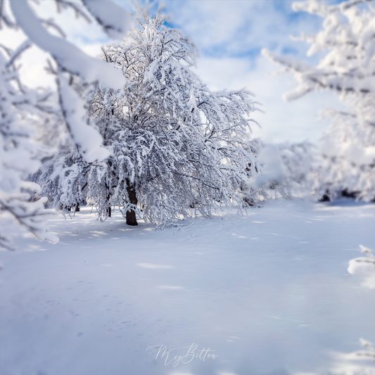Digital Background: Winter Orchard - Meg Bitton Productions