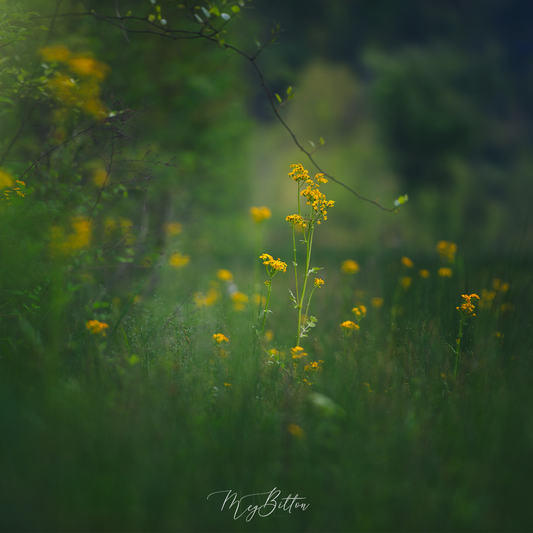 Digital Background: Yellow Blooms - Meg Bitton Productions