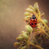 Fine Art Macro Fundamentals - Meg Bitton Productions