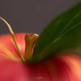 Still Life Fundamentals - Meg Bitton Productions