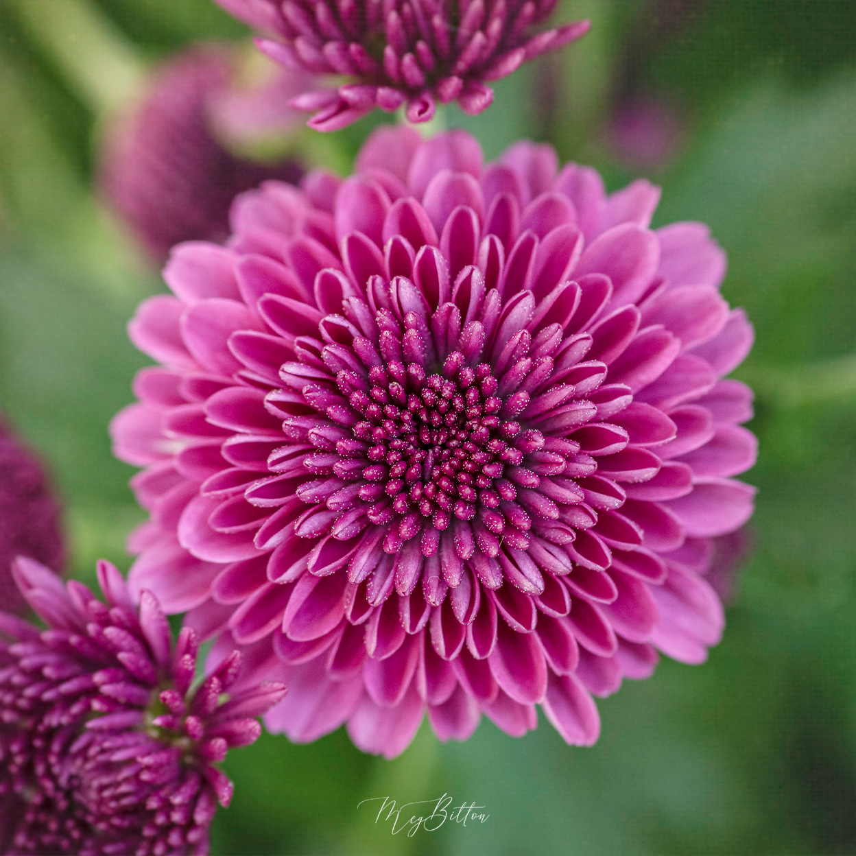 Donation Digital Image Download-Purple Mum