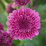 Donation Digital Image Download-Purple Mum - Meg Bitton Productions