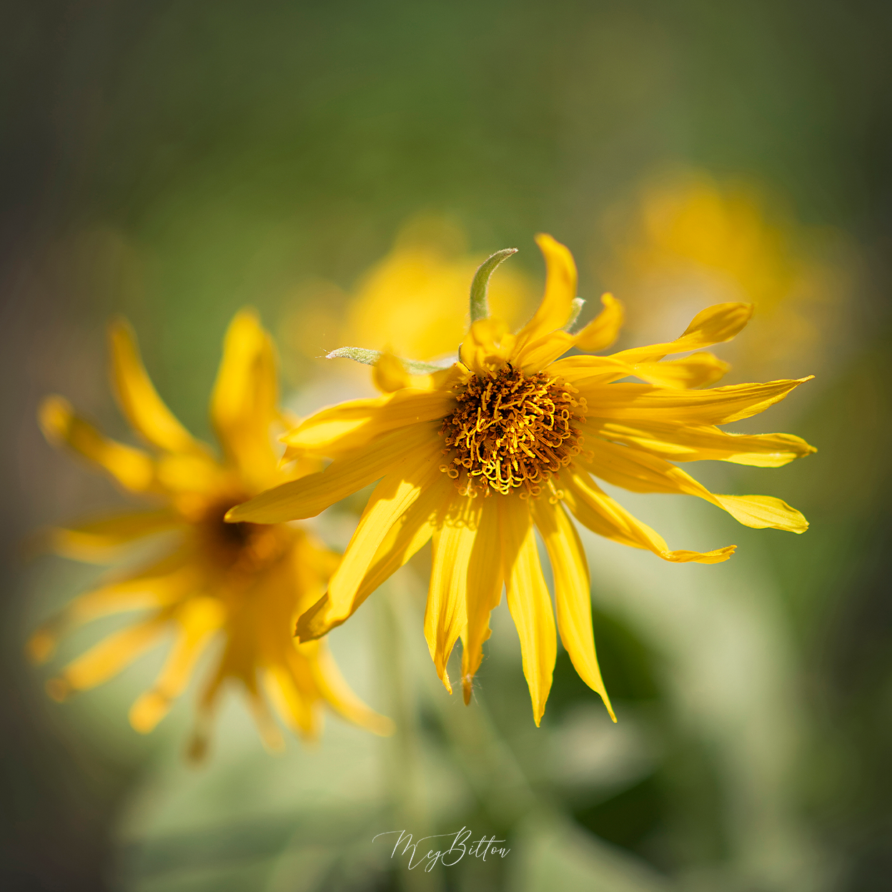 Donation Digital Image Download-Yellow Beauty - Meg Bitton Productions