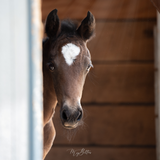 Donation Digital Image Download-The Foal - Meg Bitton Productions