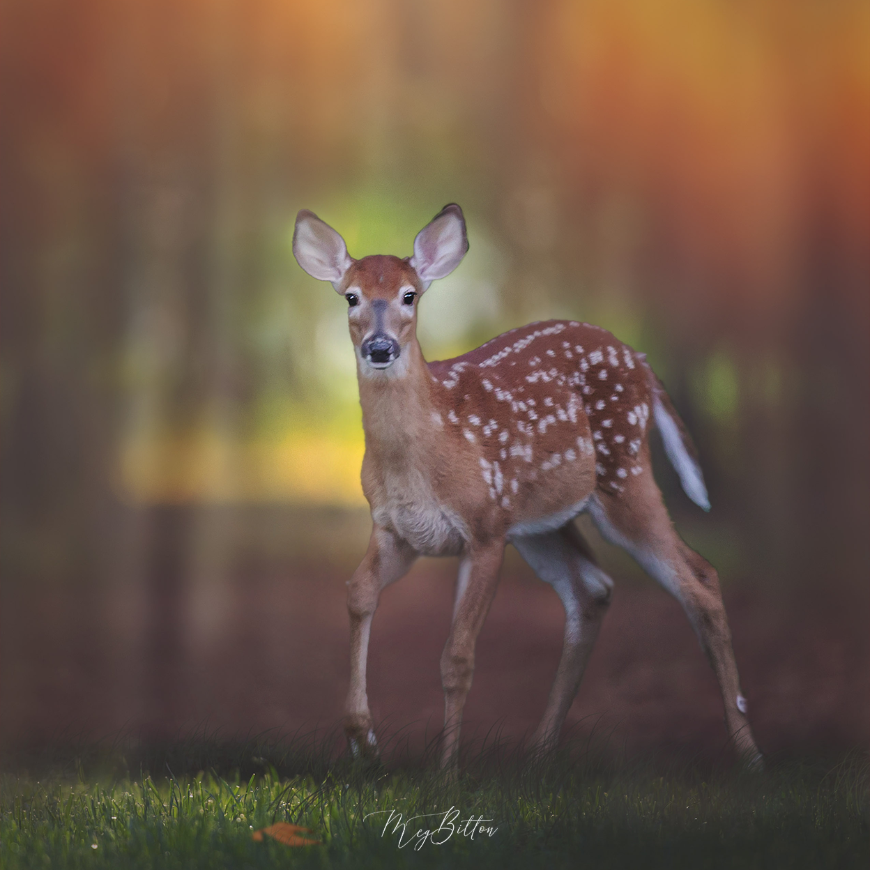 Donation Digital Image Download-Forest Fawn - Meg Bitton Productions