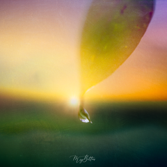 Donation Digital Image Download-New Day - Meg Bitton Productions