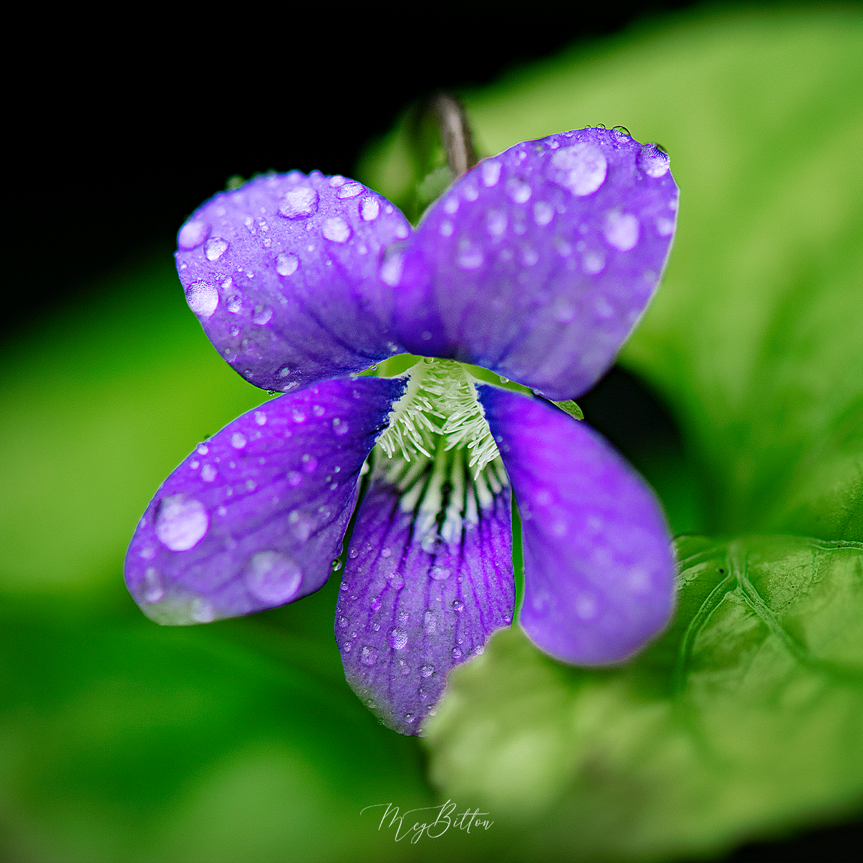 Violet Download Donation Digital Image Download-Violet – Meg Bitton Productions