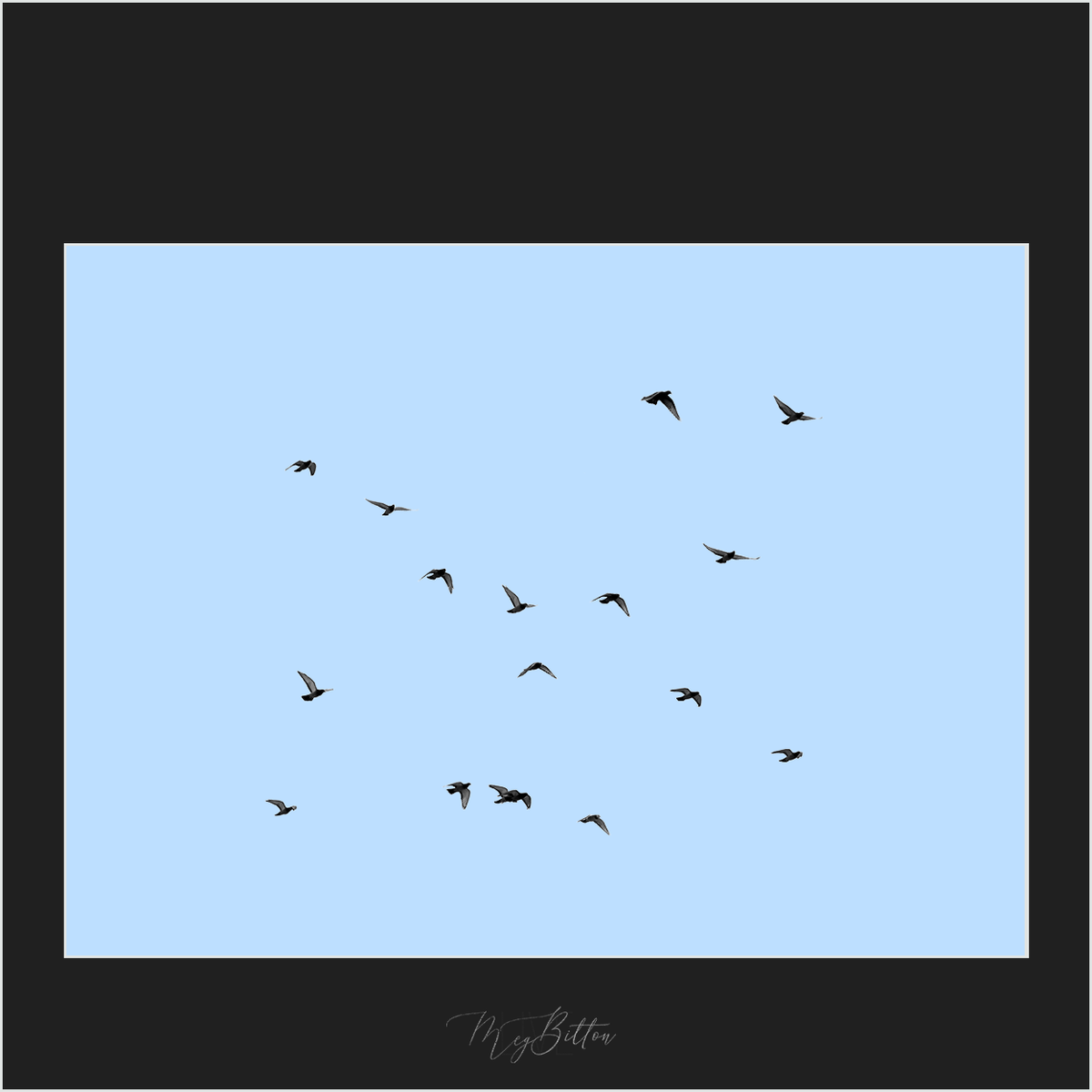 Bird Pattern Overlay Magical Flying Birds Overlay – Meg Bitton Productions