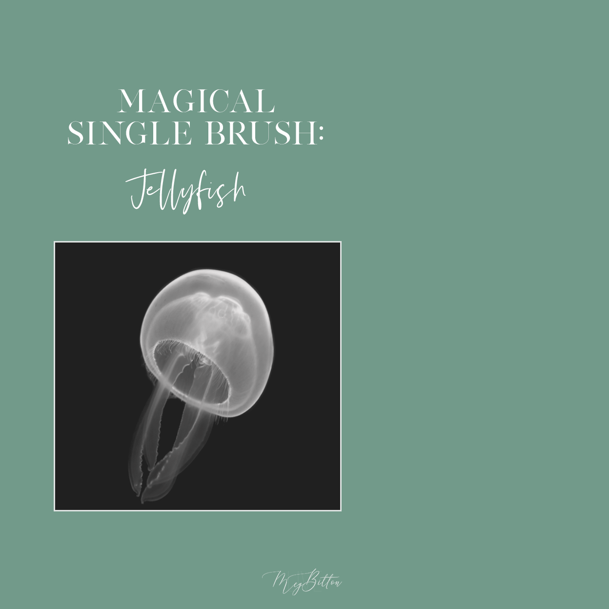 Magical Single Brush - Jellyfish - Meg Bitton Productions