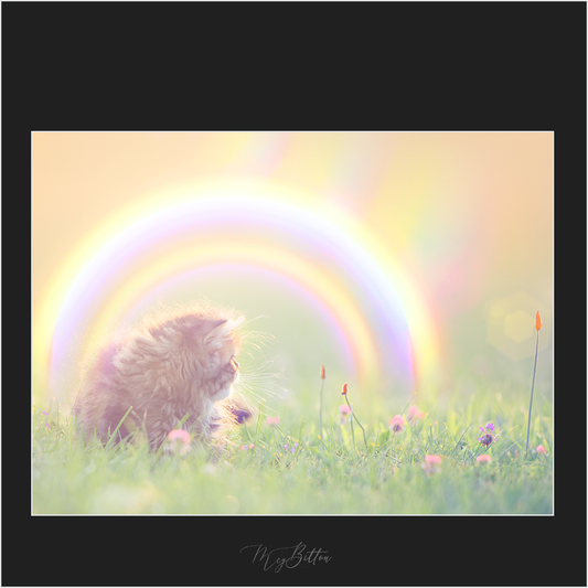 Magical Colorful Rainbow Flares - Meg Bitton Productions