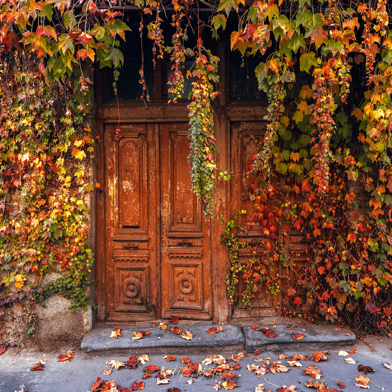 Digital Background: Overgrown Autumn Door - Meg Bitton Productions