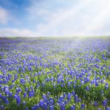 Digital Background: Blue Bonnet Field - Meg Bitton Productions