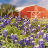 Digital Background: Bluebonnets on the Farm - Meg Bitton Productions