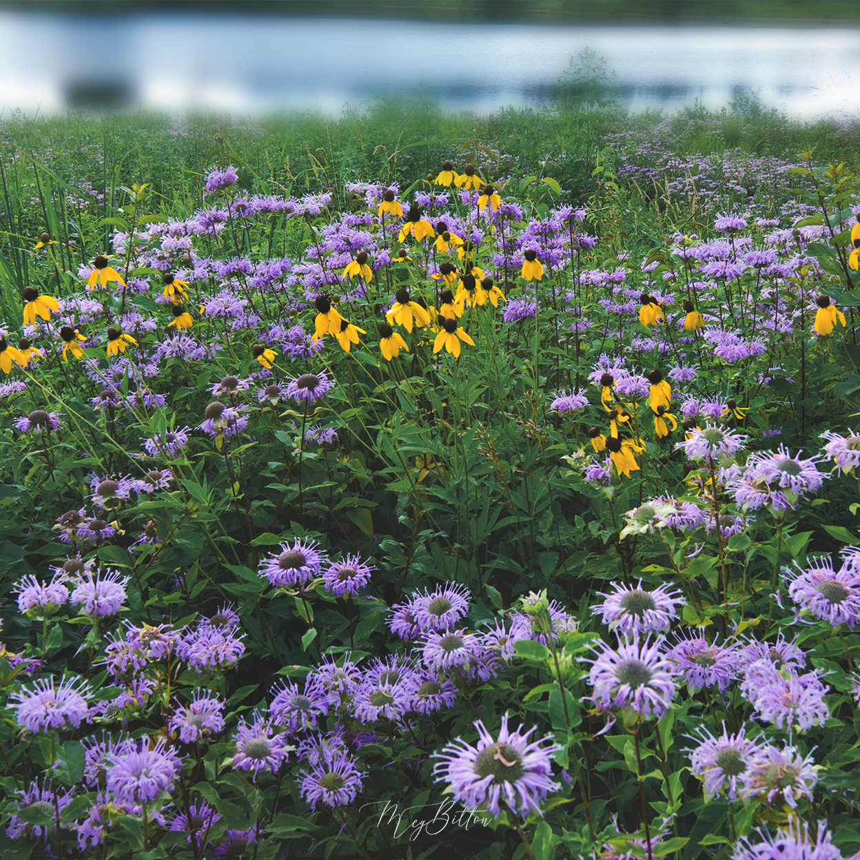 Digital Background: Blue Wildflowers