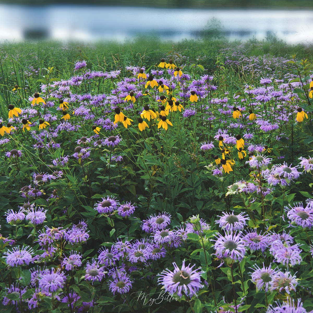 Digital Background: Blue Wildflowers - Meg Bitton Productions