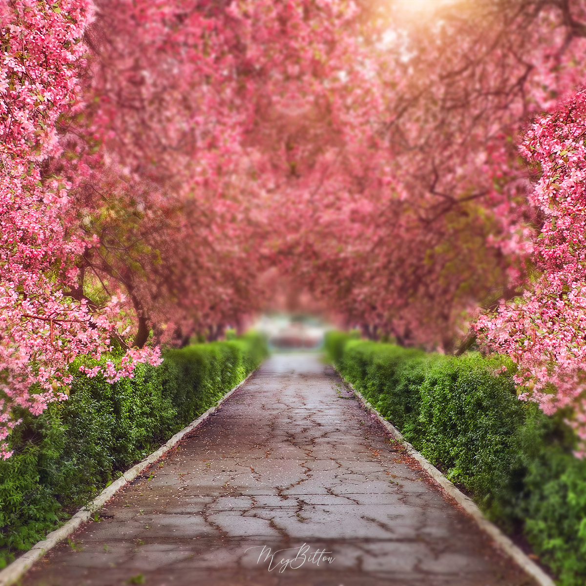 Digital Background: Cherry Blossom Path - Meg Bitton Productions