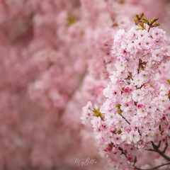 Digital Background: Cherry Blossoms Up Close - Meg Bitton Productions