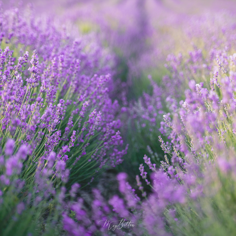 Digital Background: Close Up Lavender - Meg Bitton Productions