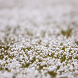 Digital Background: Cotton Grass - Meg Bitton Productions