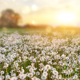 Digital Background: Dandelion Field - Meg Bitton Productions