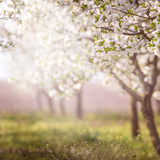 Digital Background: Dogwood Blossoms - Meg Bitton Productions