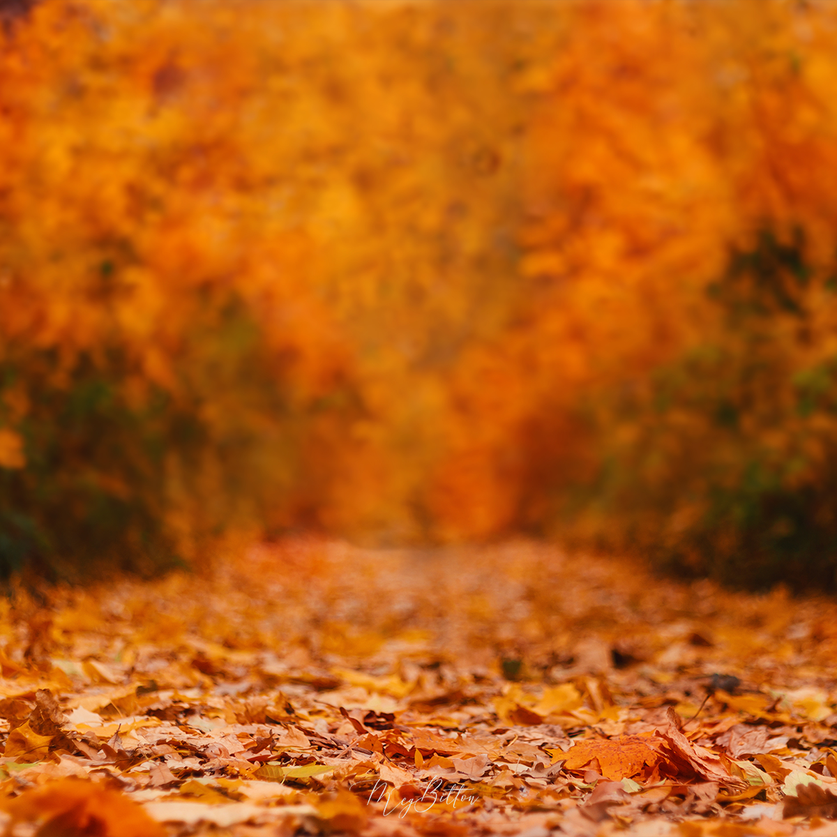 Digital Background: Fall Trail - Meg Bitton Productions