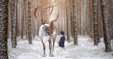 Digital Background: Forest Reindeer - Meg Bitton Productions