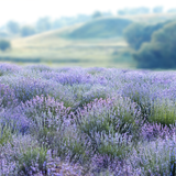 Digital Background: Gentle Lavender - Meg Bitton Productions