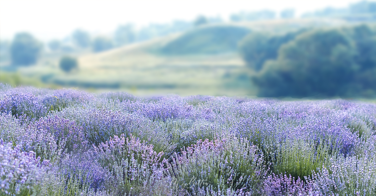 Digital Background: Gentle Lavender – Meg Bitton Productions