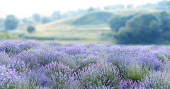 Digital Background: Gentle Lavender - Meg Bitton Productions