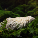 Digital Background: Newborn Fern Nest - Meg Bitton Productions