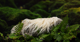 Digital Background: Newborn Fern Nest - Meg Bitton Productions