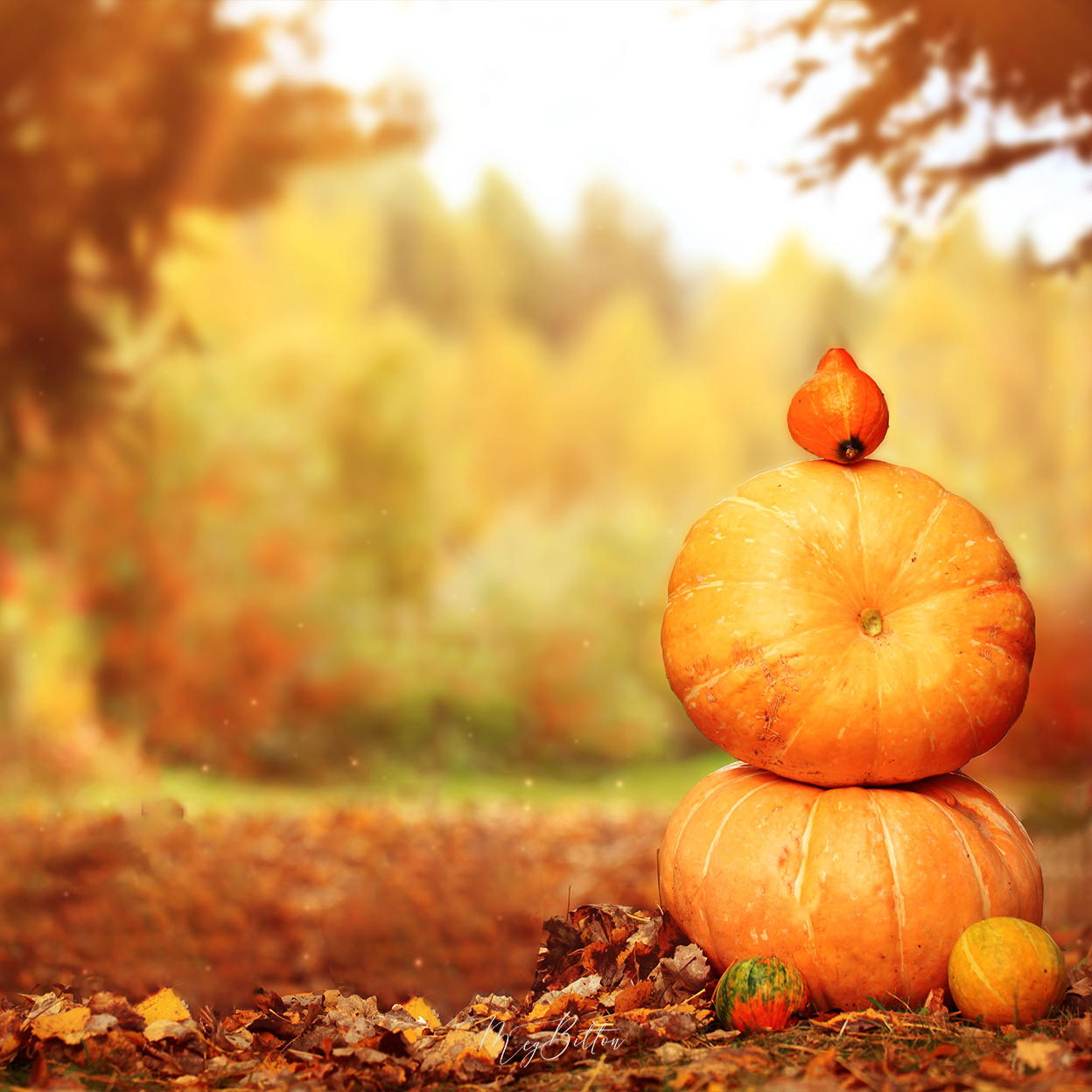 Digital Background: Pumpkin Stack – Meg Bitton Productions