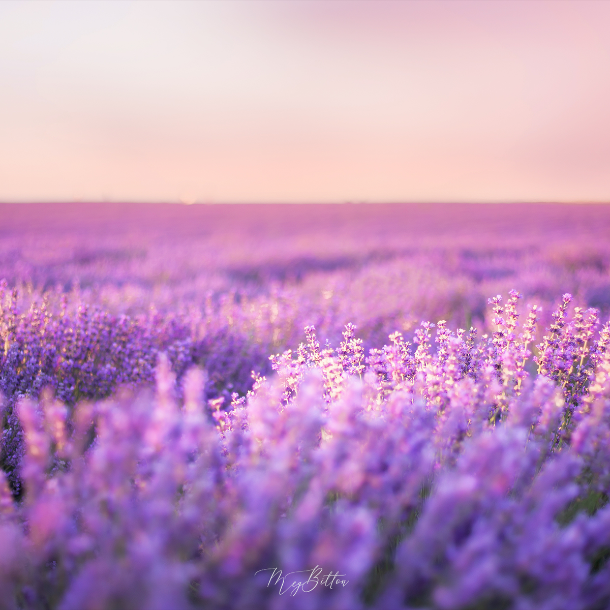 Digital Background: Soft Lavender - Meg Bitton Productions