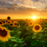 Digital Background: Summer Sunflowers - Meg Bitton Productions