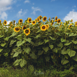 Digital Background: Tall Sunflowers - Meg Bitton Productions