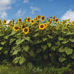 Digital Background: Tall Sunflowers - Meg Bitton Productions