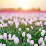 Digital Background: Tulip Field - Meg Bitton Productions