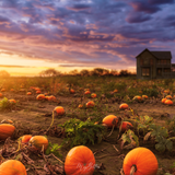 Digital Background: Vibrant Pumpkin Patch - Meg Bitton Productions