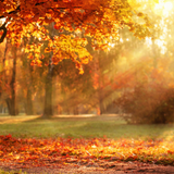 Digital Background: Warm Autumn Day - Meg Bitton Productions