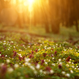 Digital Background: Warm Summer Meadow - Meg Bitton Productions