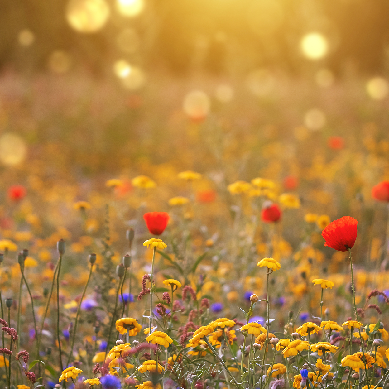 Digital Background: Warm Wildflower Field - Meg Bitton Productions