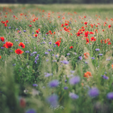 Digital Background: Wildflower Field - Meg Bitton Productions