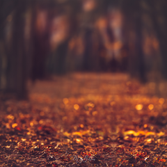 Digital Background: Fire in the Leaves - Meg Bitton Productions